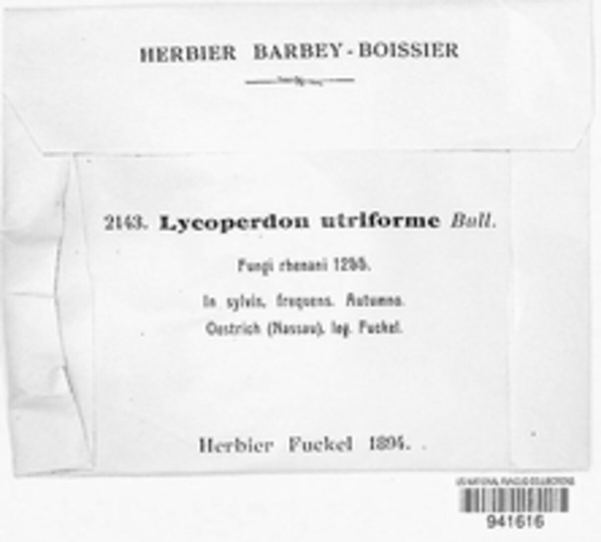 Bovistella utriformis image